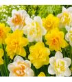 Narcisses doubles Sgaravatti 5 bulbes en mélange, fleurs généreuses pour une floraison printanière colorée - 617522