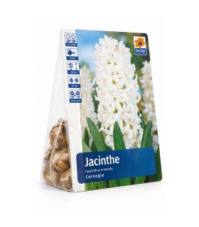 Jacinthe Carnegie Sgaravatti 3 bulbes blancs, floraison printanière parfumée idéale en pot ou massif - 617012