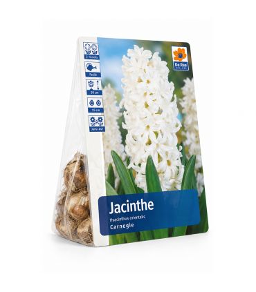 Jacinthe Carnegie Sgaravatti 3 bulbes blancs, floraison printanière parfumée idéale en pot ou massif - 617012