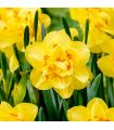 Narcisse Tahiti Sgaravatti 5 bulbes jaunes à cœur orange, fleurs doubles décoratives au printemps - 617273