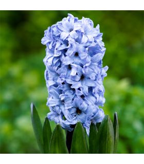 Jacinthe Delft Blue Sgaravatti 3 bulbes bleus, floraison printanière parfumée pour colorer massifs et jardinières - 617014
