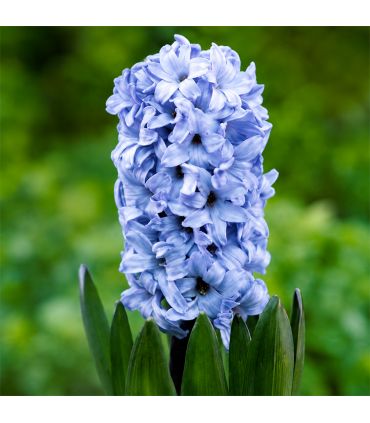 Jacinthe Delft Blue Sgaravatti 3 bulbes bleus, floraison printanière parfumée pour colorer massifs et jardinières - 617014