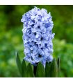 Jacinthe Delft Blue Sgaravatti 3 bulbes bleus, floraison printanière parfumée pour colorer massifs et jardinières - 617014