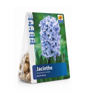 Jacinthe Delft Blue Sgaravatti 3 bulbes bleus, floraison printanière parfumée pour colorer massifs et jardinières - 617014