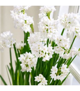 Narcisse Paperwhite Totus Albus Sgaravatti 5 bulbes blancs, adapté à la culture en intérieur et en massif - 617295