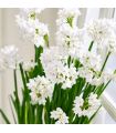 Narcisse Paperwhite Totus Albus Sgaravatti 5 bulbes blancs, adapté à la culture en intérieur et en massif - 617295