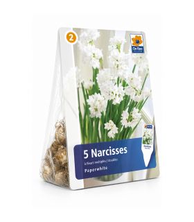 Narcisse Paperwhite Totus Albus Sgaravatti 5 bulbes blancs, adapté à la culture en intérieur et en massif - 617295
