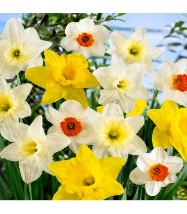 Narcisses Grande Couronne Sgaravatti 5 bulbes en mélange, grandes fleurs printanières colorées pour massif - 617266