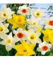 Narcisses Grande Couronne Sgaravatti 5 bulbes en mélange, grandes fleurs printanières colorées pour massif - 617266