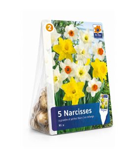 Narcisses Grande Couronne Sgaravatti 5 bulbes en mélange, grandes fleurs printanières colorées pour massif - 617266