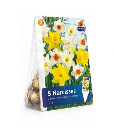 Narcisses Grande Couronne Sgaravatti 5 bulbes en mélange, grandes fleurs printanières colorées pour massif - 617266
