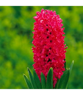 Jacinthe Jan Bos Sgaravatti 3 bulbes rouges, floraison printanière parfumée idéale en pot ou massif - 617019