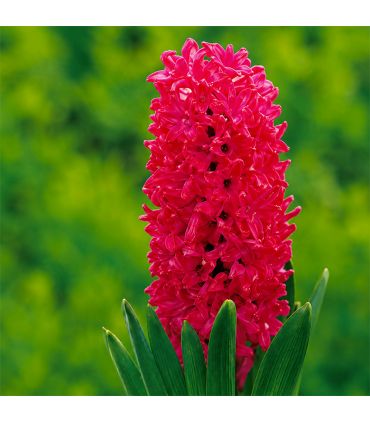 Jacinthe Jan Bos Sgaravatti 3 bulbes rouges, floraison printanière parfumée idéale en pot ou massif - 617019