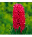 Jacinthe Jan Bos Sgaravatti 3 bulbes rouges, floraison printanière parfumée idéale en pot ou massif - 617019