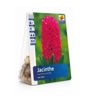 Jacinthe Jan Bos Sgaravatti 3 bulbes rouges, floraison printanière parfumée idéale en pot ou massif - 617019