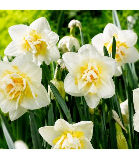 Narcisse White Lion Sgaravatti 5 bulbes blancs à cœur jaune, fleurs doubles décoratives pour massifs et bouquets - 617274