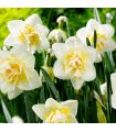 Narcisse White Lion Sgaravatti 5 bulbes blancs à cœur jaune, fleurs doubles décoratives pour massifs et bouquets - 617274
