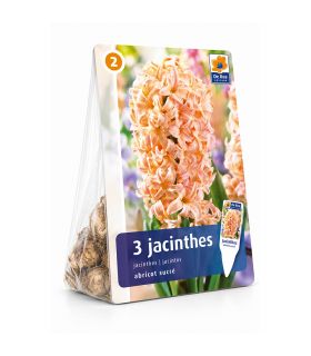 Jacinthe Gipsy Queen Sgaravatti 3 bulbes orange, floraison printanière parfumée aux tons chaleureux - 617010