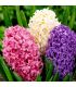Jacinthes en mélange Sgaravatti 3 bulbes, floraison printanière colorée et parfumée pour pots et massifs - 617018