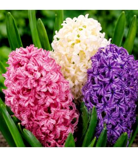 Jacinthes en mélange Sgaravatti 3 bulbes, floraison printanière colorée et parfumée pour pots et massifs - 617018