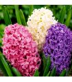 Jacinthes en mélange Sgaravatti 3 bulbes, floraison printanière colorée et parfumée pour pots et massifs - 617018