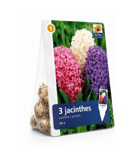 Jacinthes en mélange Sgaravatti 3 bulbes, floraison printanière colorée et parfumée pour pots et massifs - 617018