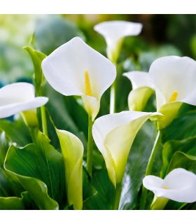 Calla Aethiopica Sgaravatti 1 bulbe blanc, grande floraison élégante pour massif et pot - 617391