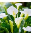 Calla Aethiopica Sgaravatti 1 bulbe blanc, grande floraison élégante pour massif et pot - 617391