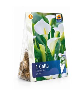 Calla Aethiopica Sgaravatti 1 bulbe blanc, grande floraison élégante pour massif et pot - 617391
