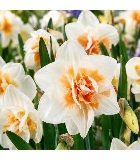 Narcisse Delnashaugh Sgaravatti 5 bulbes blancs à cœur rose, floraison délicate et originale au printemps - 617521