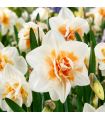 Narcisse Delnashaugh Sgaravatti 5 bulbes blancs à cœur rose, floraison délicate et originale au printemps - 617521