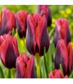 Tulipe Muvota Sgaravatti 6 bulbes rouges bicolores, floraison printanière contrastée pour massifs et bouquets - 617083