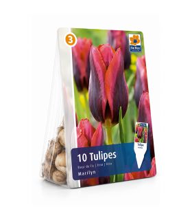 Tulipe Muvota Sgaravatti 6 bulbes rouges bicolores, floraison printanière contrastée pour massifs et bouquets - 617083