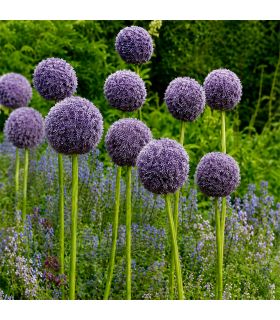 Allium Gladiator Sgaravatti 1 bulbe violet, grande fleur de 120 cm idéale en massif et bouquet - ALL51