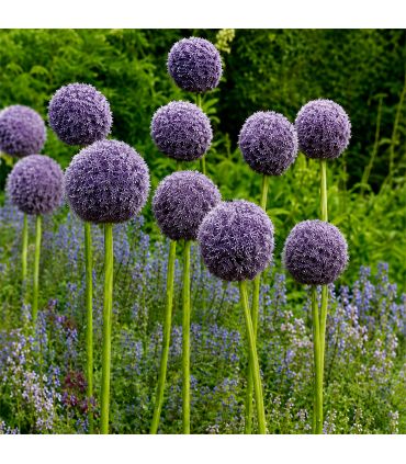 Allium Gladiator Sgaravatti 1 bulbe violet, grande fleur de 120 cm idéale en massif et bouquet - ALL51