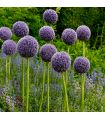 Allium Gladiator Sgaravatti 1 bulbe violet, grande fleur de 120 cm idéale en massif et bouquet - ALL51