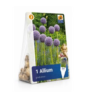 Allium Gladiator Sgaravatti 1 bulbe violet, grande fleur de 120 cm idéale en massif et bouquet - ALL51