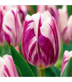 Tulipe Flaming Flag Sgaravatti 6 bulbes blancs flammés de bleu, floraison originale pour massif et bouquet - 617091