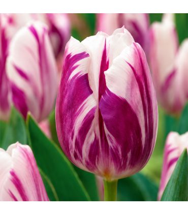 Tulipe Flaming Flag Sgaravatti 6 bulbes blancs flammés de bleu, floraison originale pour massif et bouquet - 617091