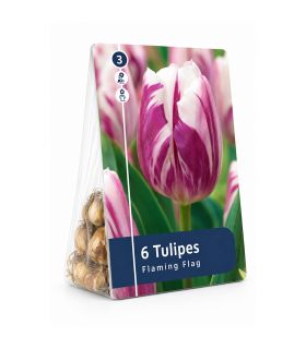 Tulipe Flaming Flag Sgaravatti 6 bulbes blancs flammés de bleu, floraison originale pour massif et bouquet - 617091