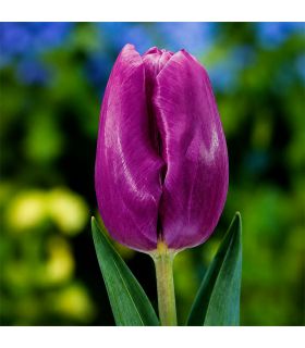 Tulipe Purple Prince Sgaravatti 6 bulbes pourpres, floraison printanière compacte idéale en massif - 617144