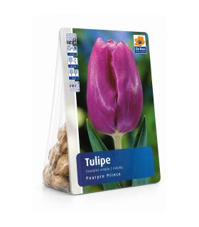 Tulipe Purple Prince Sgaravatti 6 bulbes pourpres, floraison printanière compacte idéale en massif - 617144