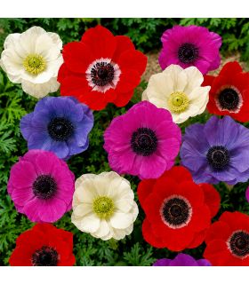 Anémones de Caen simples Sgaravatti 20 bulbes en mélange, floraison colorée idéale en massif et fleur coupée - 805776