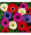 Anémones de Caen simples Sgaravatti 20 bulbes en mélange, floraison colorée idéale en massif et fleur coupée - 805776