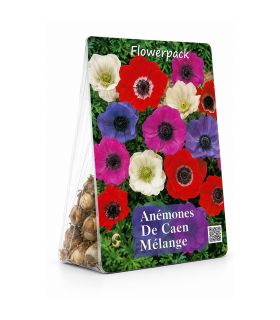 Anémones de Caen simples Sgaravatti 20 bulbes en mélange, floraison colorée idéale en massif et fleur coupée - 805776