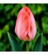Tulipe Van Eijk Sgaravatti 6 bulbes roses, grande floraison printanière pour massifs et bouquets - 617155