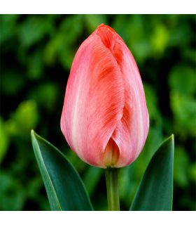 Tulipe Van Eijk Sgaravatti 6 bulbes roses, grande floraison printanière pour massifs et bouquets - 617155