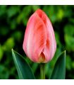 Tulipe Van Eijk Sgaravatti 6 bulbes roses, grande floraison printanière pour massifs et bouquets - 617155