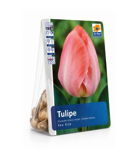 Tulipe Van Eijk Sgaravatti 6 bulbes roses, grande floraison printanière pour massifs et bouquets - 617155