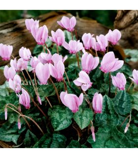 Cyclamen Hederifolium Sgaravatti 3 bulbes roses, floraison basse idéale sous-bois, bordures et rocailles - 821875